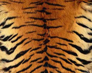 Quizfreak - Can You Guess These Animals By Their Patterns?